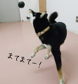 ボール大好き凛ちゃん_f0357682_20565374.jpg