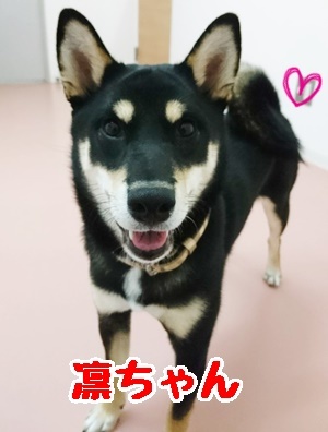 ボール大好き凛ちゃん_f0357682_20565776.jpg