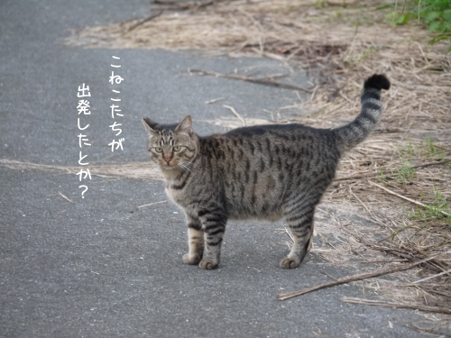 a0216583_21381962.png