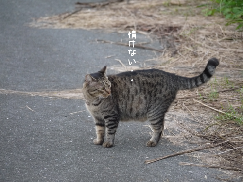 a0216583_21382740.png