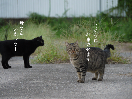 a0216583_21383123.png