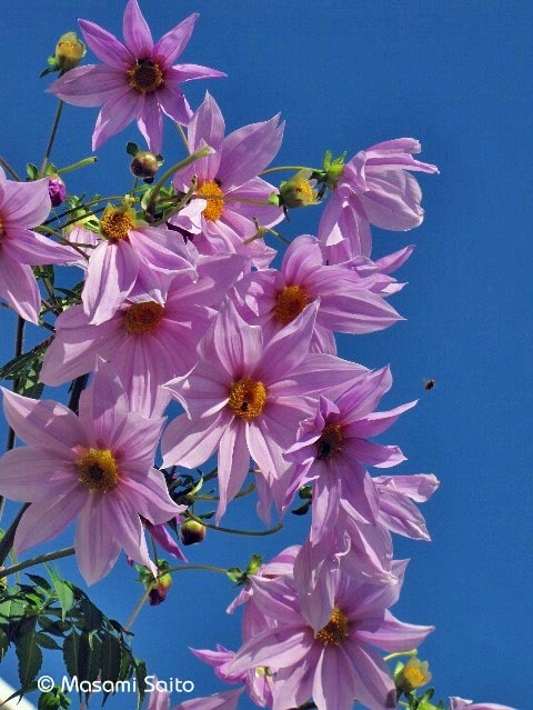 コダチダリア 木立ダリア 草花と自然blog コダチダリア 木立ダリア 草花と自然blog
