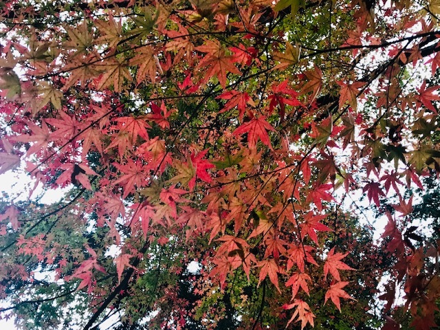 鞍馬寺、宇宙のパワースポット。永観堂紅葉を見る。_a0050302_01345058.jpg