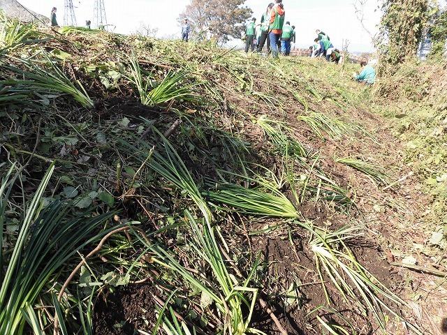 市内5つのライオンズクラブさんからも支援いただき今年は3000球のヒガンバナを植付け 「滝川の水辺 守ろう!遊ぼう!プロジェクト 2018」_f0141310_06431320.jpg