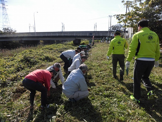 市内5つのライオンズクラブさんからも支援いただき今年は3000球のヒガンバナを植付け 「滝川の水辺 守ろう!遊ぼう!プロジェクト 2018」_f0141310_06440324.jpg