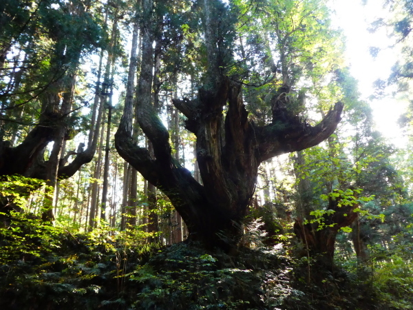 ２１世紀の森駐車場から　蕪山 (1,068.9M)  下山編_d0170615_21401817.jpg