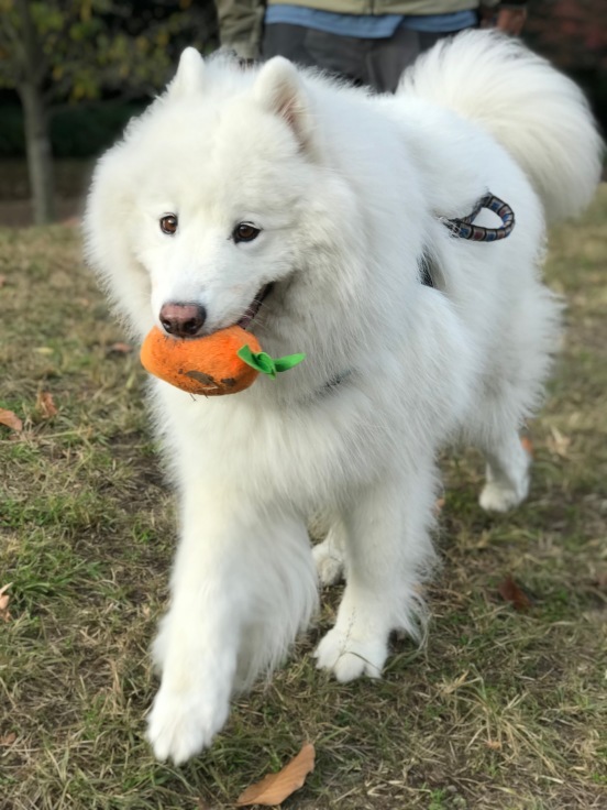 f0234023_22160423.jpeg
