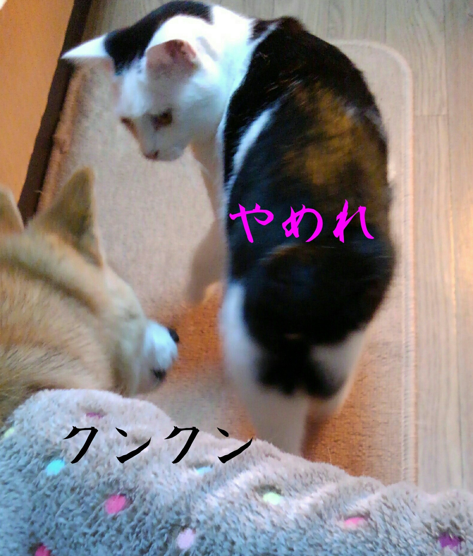 e0338831_00255402.jpg
