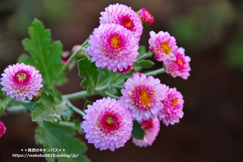 小菊の花は種類が多いで す 自然のキャンバス 小菊の花は種類が多いで す 自然のキャンバス
