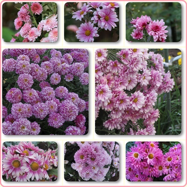 小菊の花は種類が多いで す 自然のキャンバス 小菊の花は種類が多いで す 自然のキャンバス