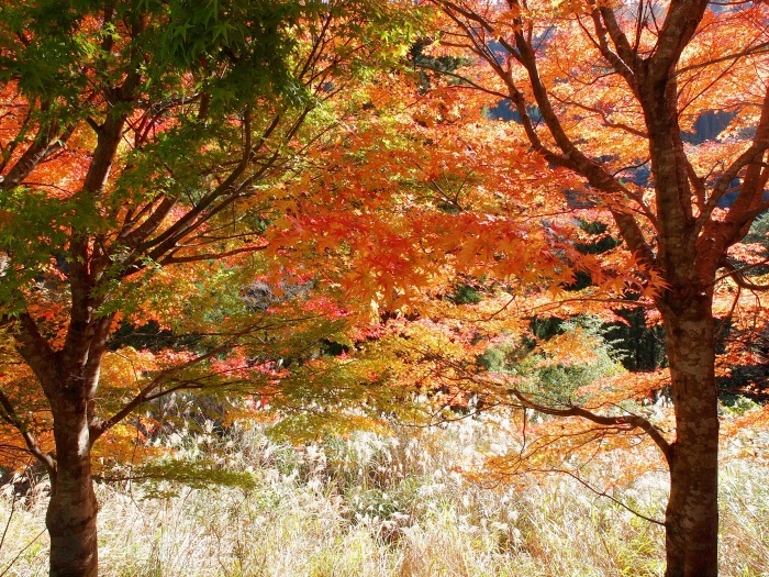 c0281841_11352124.jpg