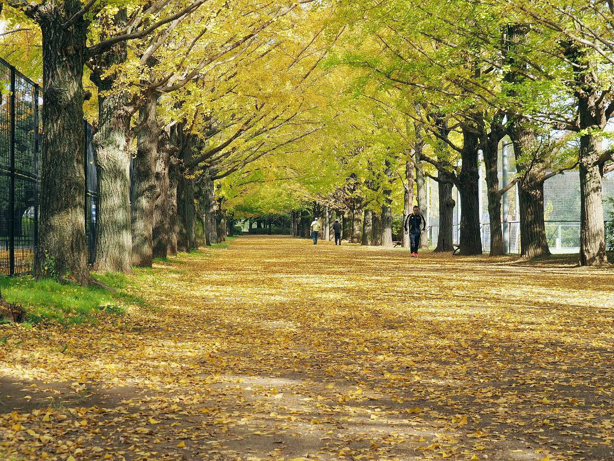 昭和記念公園のイチョウ並木_b0397244_21435952.jpg