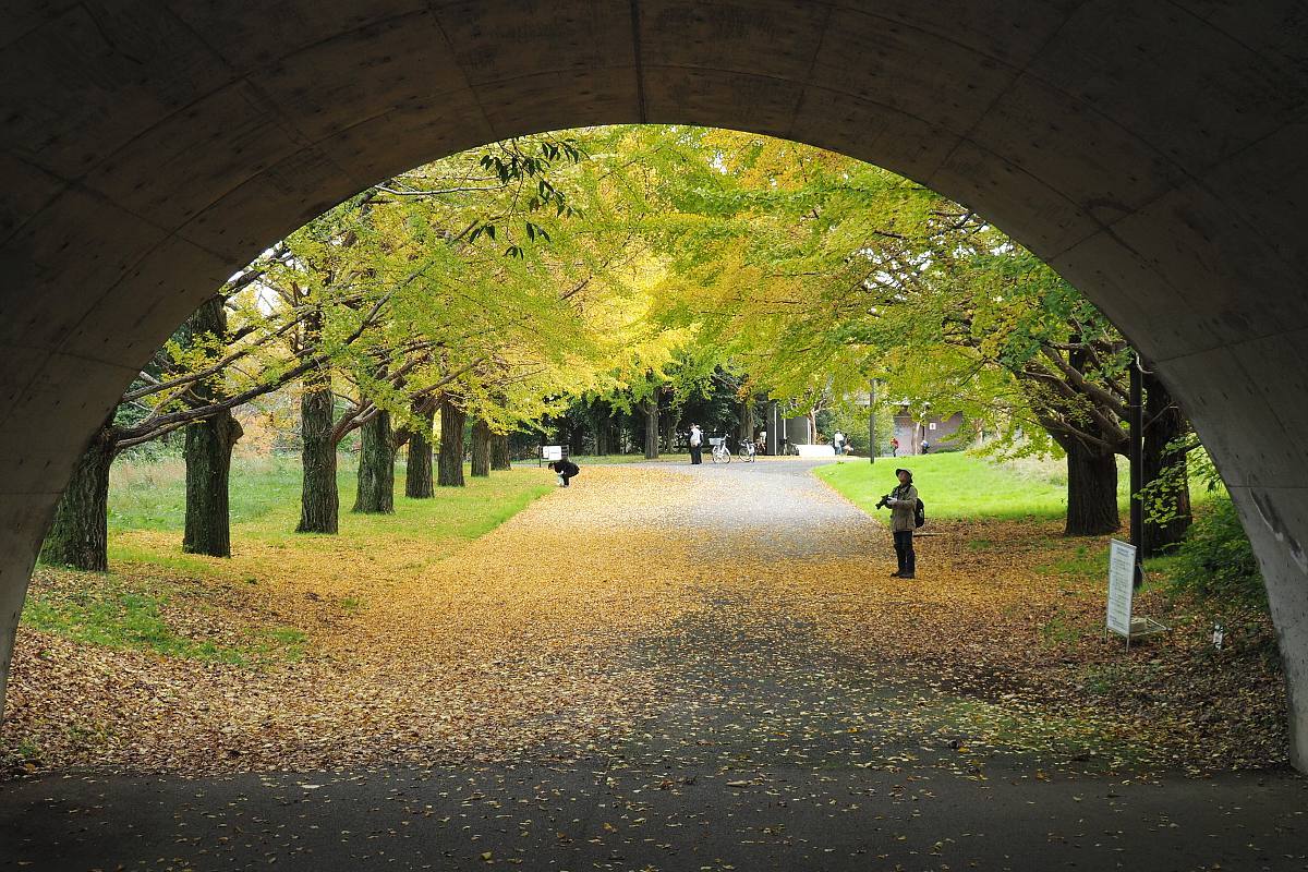 昭和記念公園のイチョウ並木_b0397244_21440009.jpg