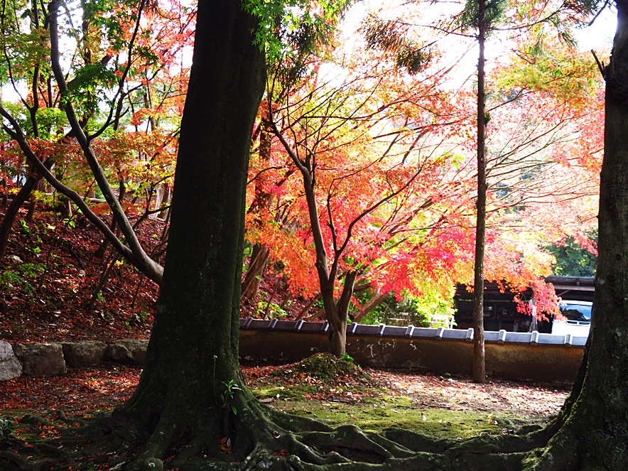 菩提寺の紅葉_f0089644_15283732.jpg