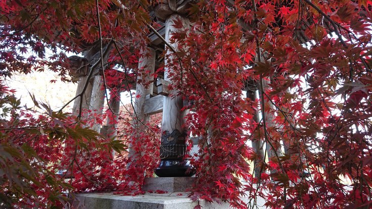 永源寺 もみじ寺 紅葉 茨城県 963 77