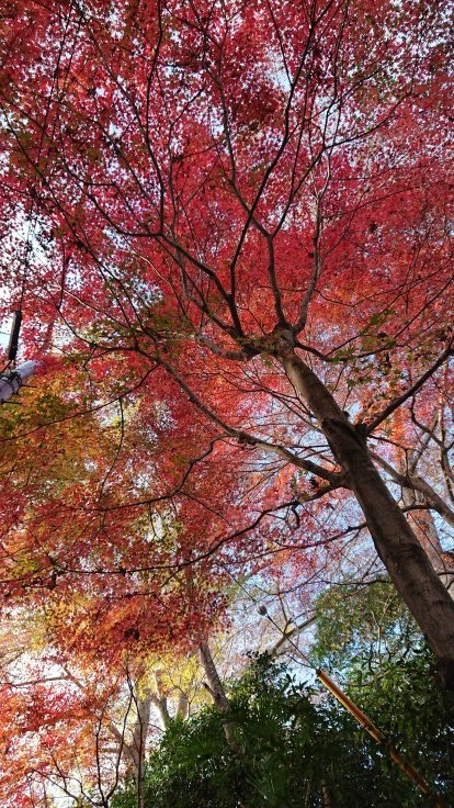 永源寺～もみじ寺　紅葉　＠茨城県_f0048546_23334407.jpg