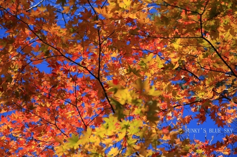 c0145250_09084957.jpg