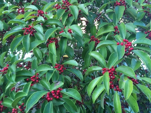 a0152454_07121856.jpeg