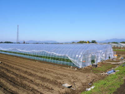 完熟紅ほっぺ 今年は作付け面積を縮小して、しっかり手をかけ良いものを育てる匠!12月上旬より出荷です!!_a0254656_17200514.jpg