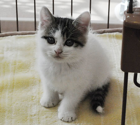 残念ながら、里親さん募集です。_e0362456_13335724.jpg