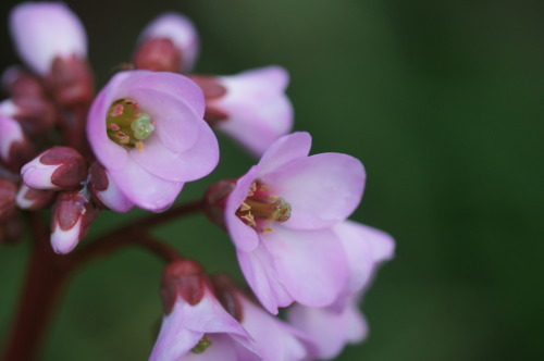e0181373_20192626.jpg