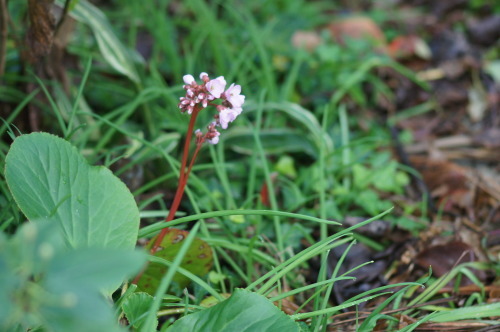 e0181373_20193046.jpg