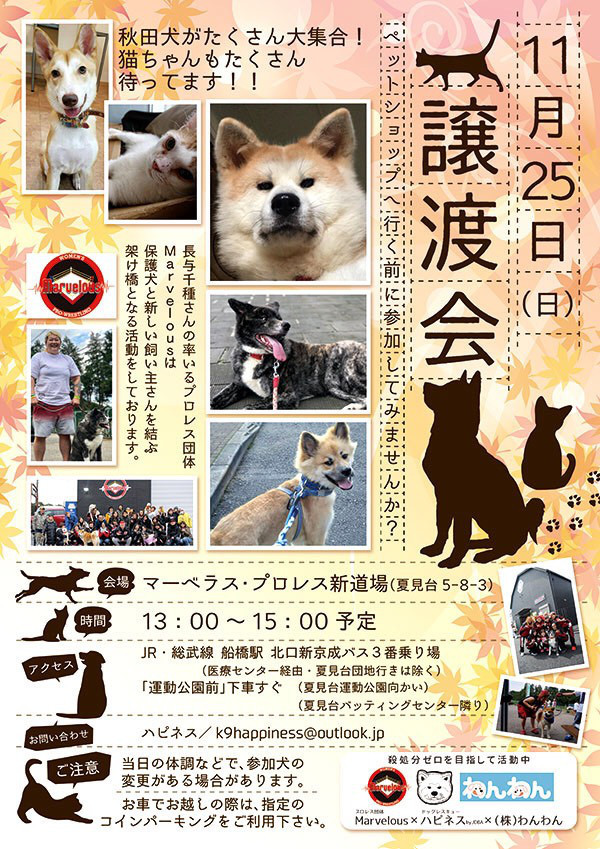 さっすがの長与千種さん 秋田犬 大和と飛鳥丸 の日々