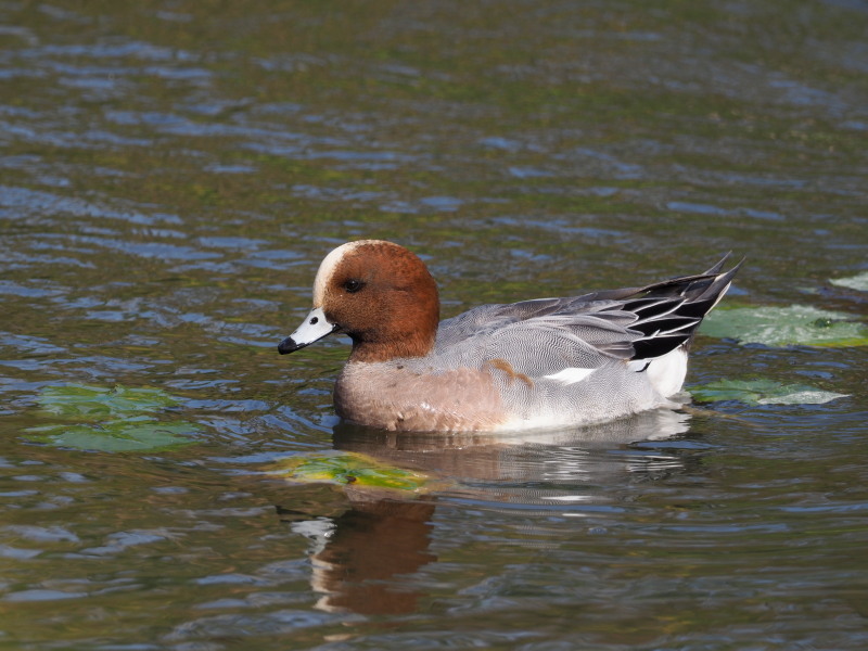 水元公園にヒドリガモ_f0372177_23210705.jpg