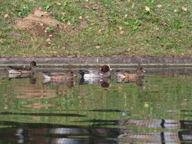 水元公園にヒドリガモ_f0372177_23214902.jpg