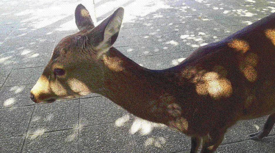 e0199691_00540260.gif