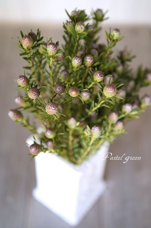 リューカデンドロン コニフェルム Pastel Green Flower Diary リューカデンドロン コニフェルム Pastel Green Flower Diary