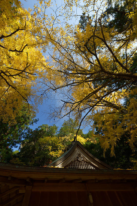 2018京都の紅葉・小野郷　岩戸落葉神社_f0032011_21184434.jpg