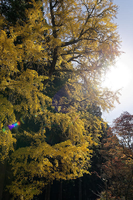 2018京都の紅葉・小野郷 岩戸落葉神社_f0032011_21344664.jpg