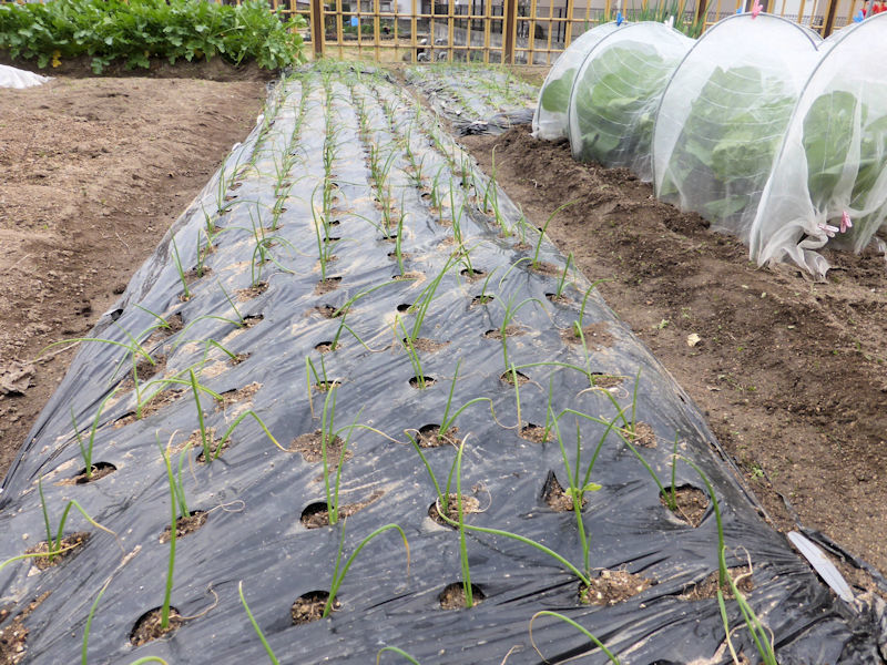 タマネギ（晩生）植え付け_b0057612_22132305.jpg