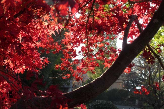  智積院　紅葉の盛り_e0048413_20474862.jpg