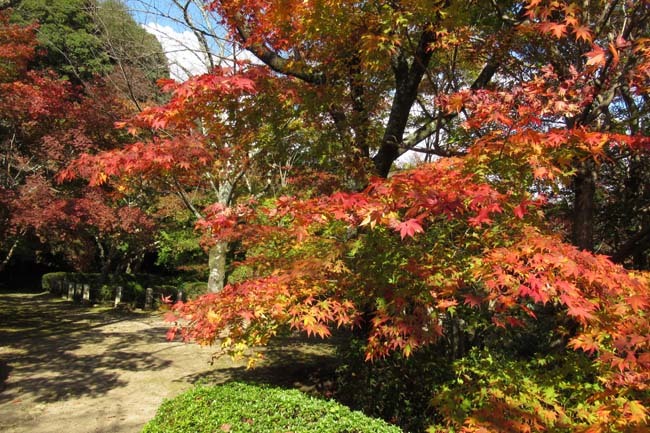 勝持寺(花の寺)紅葉の盛り_e0048413_22205320.jpg