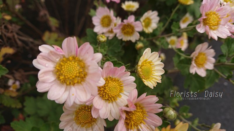 小菊_f0156117_08583552.jpg
