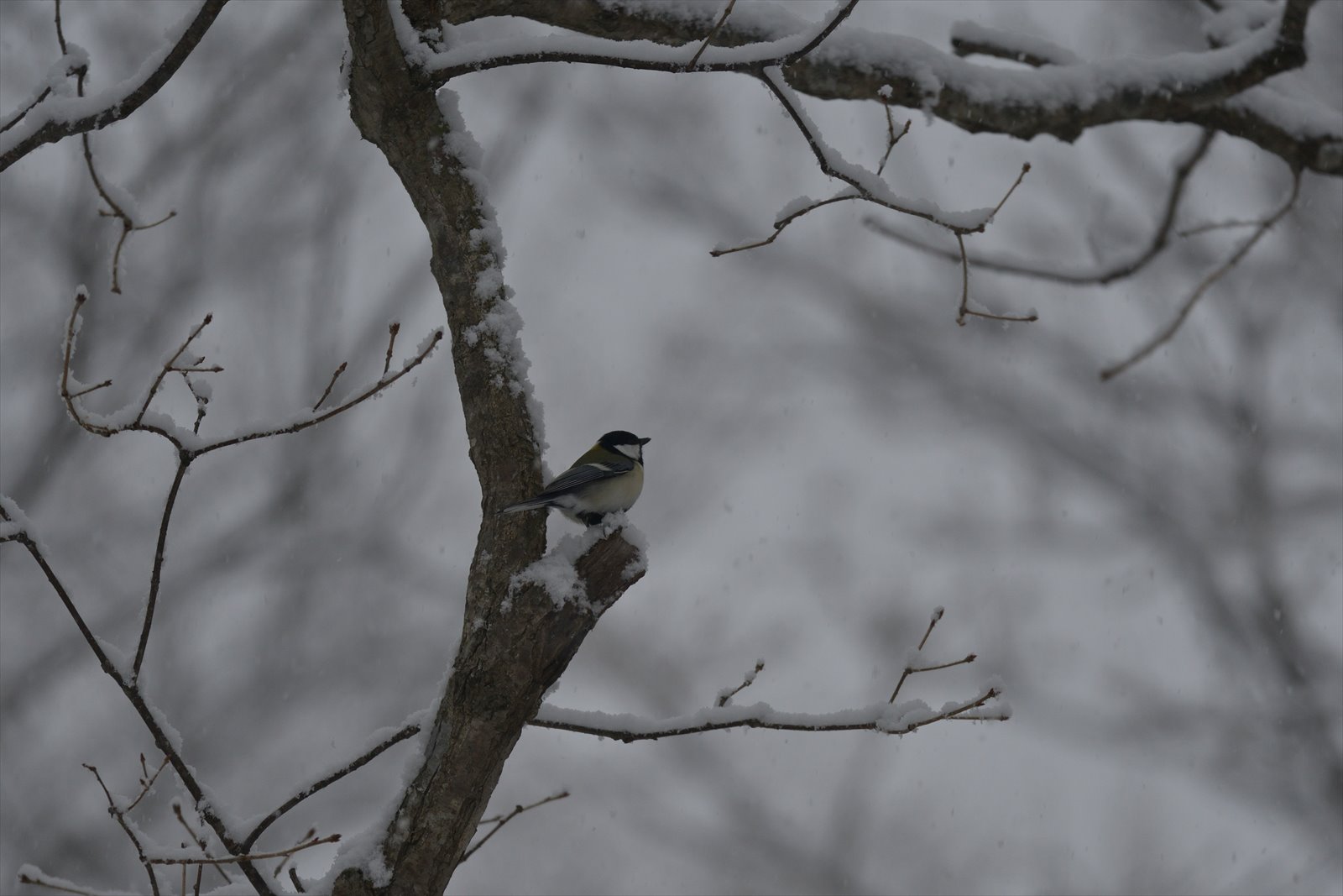 初雪来た！_a0145819_12283560.jpg