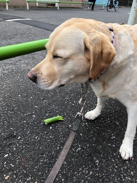 b0339522_09442937.jpeg