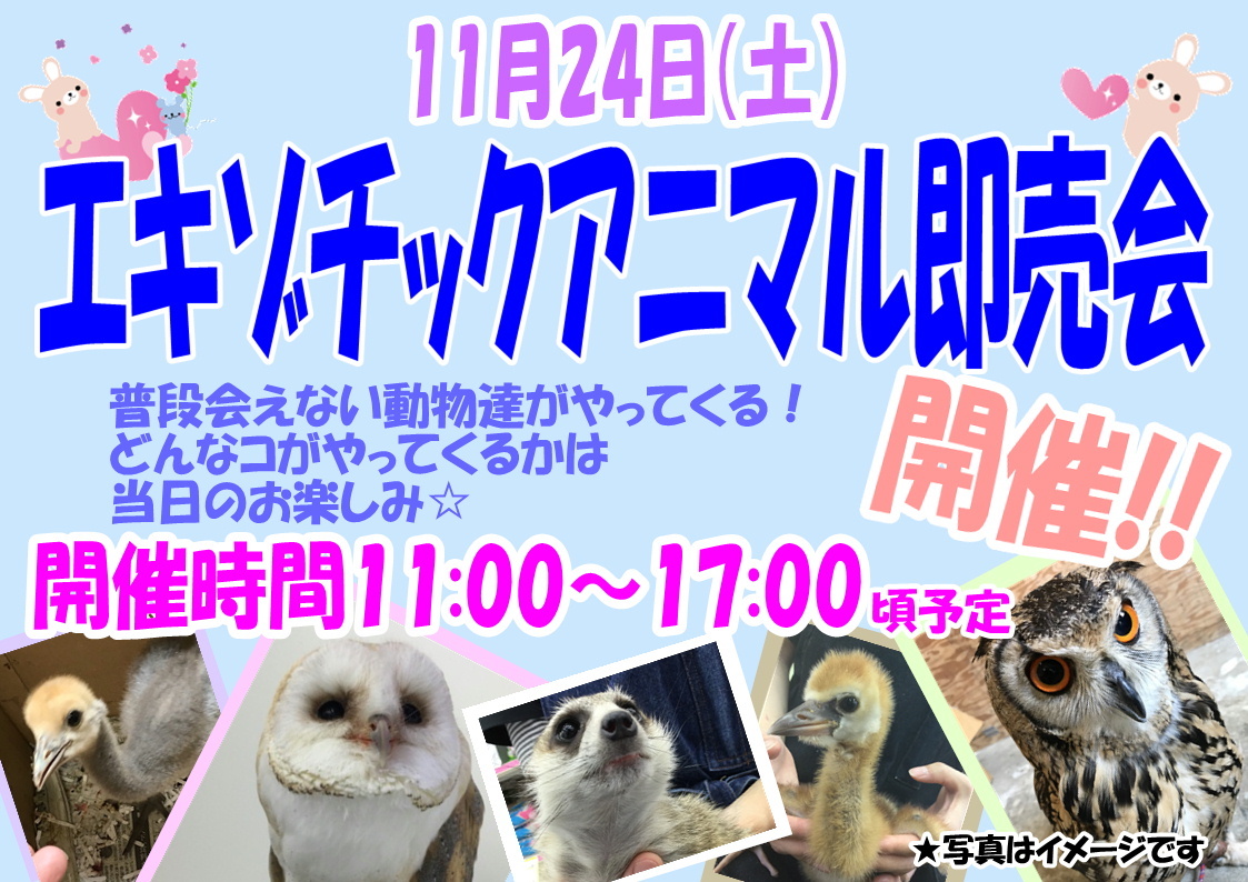 181124 即売会イベントのお知らせ☆_f0189122_15150979.jpg
