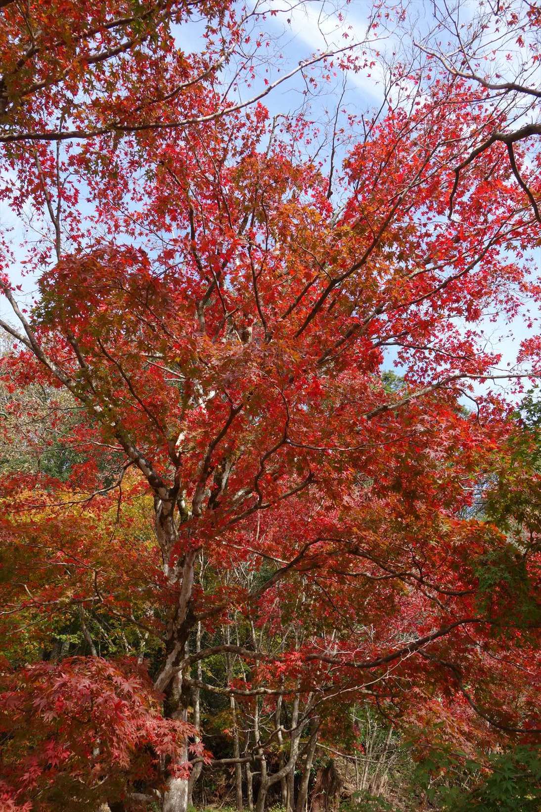 △　湖北の秋を訪ね己高山（こだかみやま）へ　△_f0348933_21194734.jpg