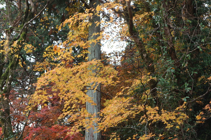 普現寺＆宝生寺の紅葉見学＆鏡山トレッキング！_e0272335_17294980.jpg