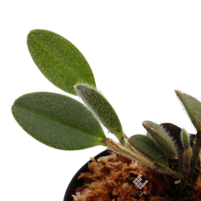 新着!!南米原産着生ツツジやパルダリウムケージ再入荷のお知らせ