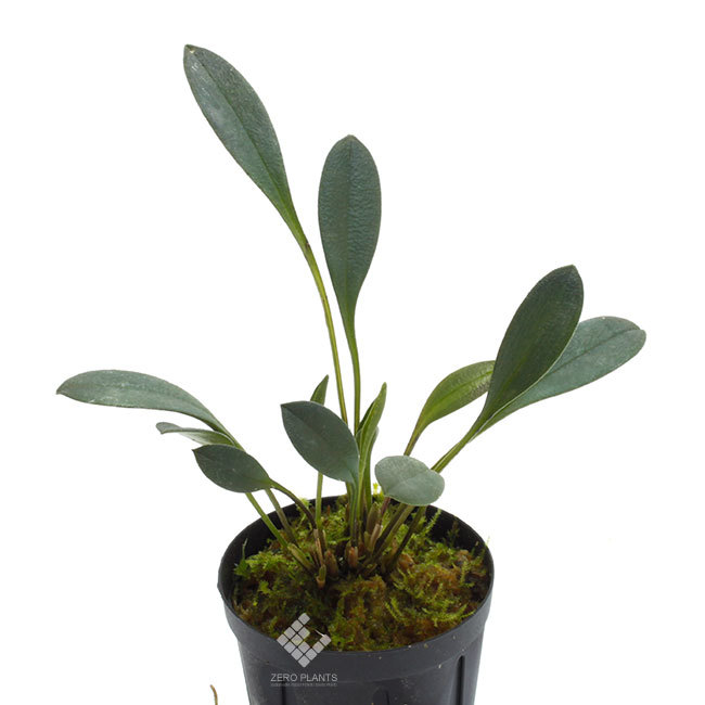 新着!!南米原産着生ツツジやパルダリウムケージ再入荷のお知らせ