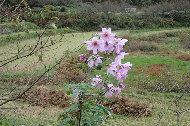 奈良街道 暗峠_c0218841_21462708.jpg