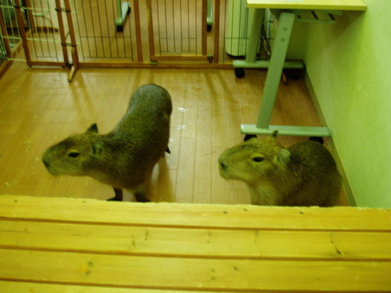 c0017651_16433465.jpg