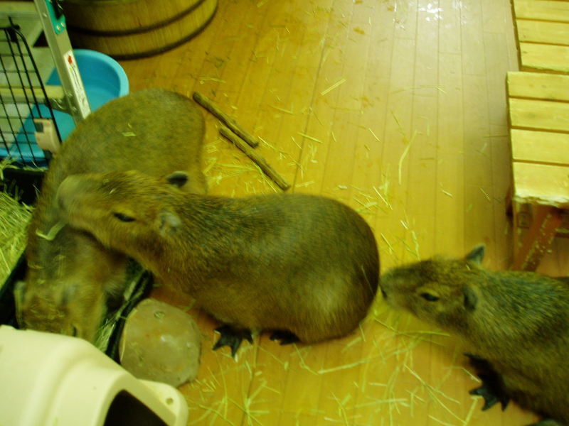 c0017651_16450764.jpg