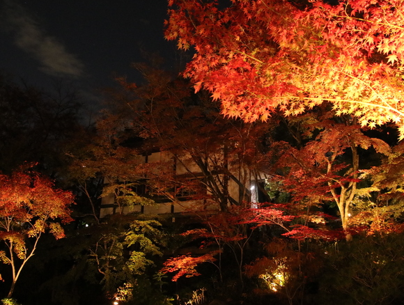 18年 長岡天満宮の紅葉 人生 乗り物 熱血野郎