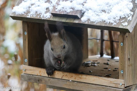 雪が積もったね、エゾリスさん～11月の旭川_d0340565_19534608.jpg