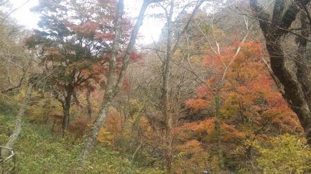 紅葉シリーズ　箱根路の紅葉_b0011584_11453846.jpg